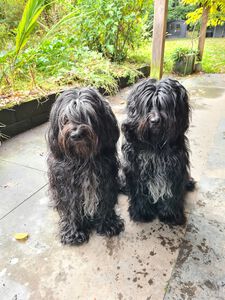 Schapendoes Eslin en Ksenna van de Roeskebeer